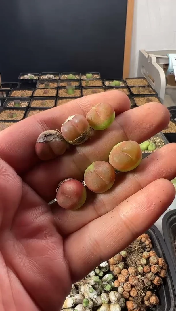 一物一拍          835