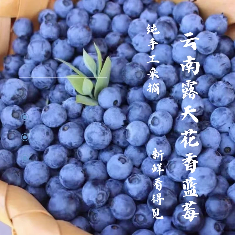 【万亩云南花香蓝莓】云南花香蓝莓鲜果现采摘新鲜脆甜水果