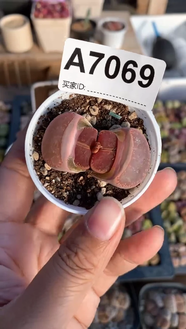 【闪购商品】直播间一物一拍7069