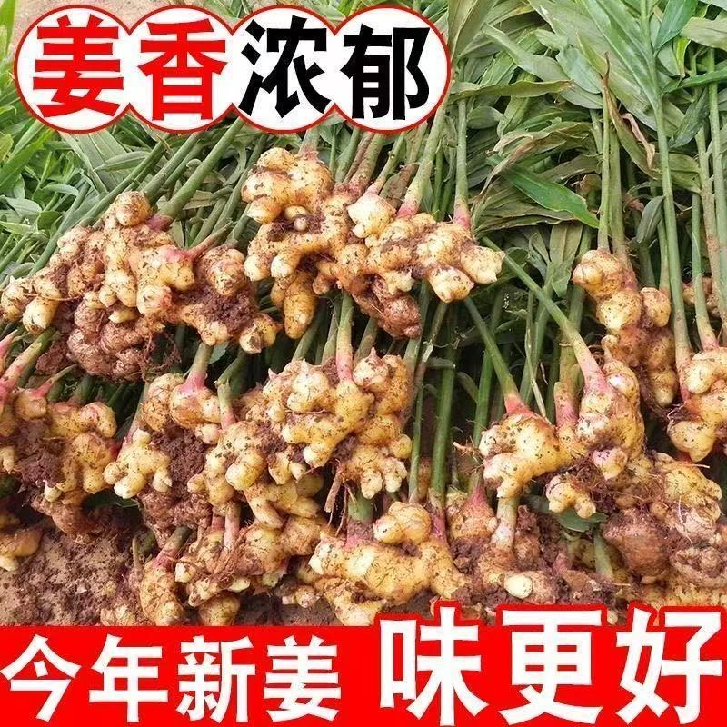 【产地直发】云南高山现挖当年新姜小黄姜嫩姜新鲜发货现挖现发