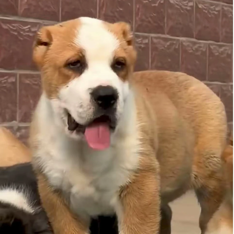 家养中亚牧羊犬99条-中亚幼犬大型猛犬护卫犬
