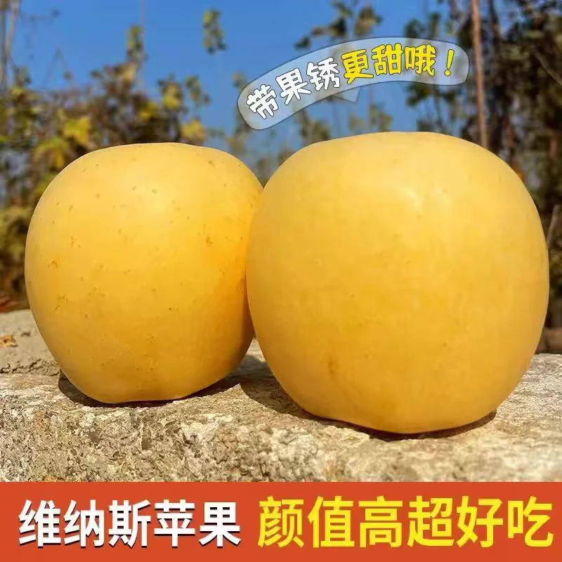 【顺丰包邮】山东烟台维纳斯黄金苹果脆甜多汁新鲜水果坏果包赔