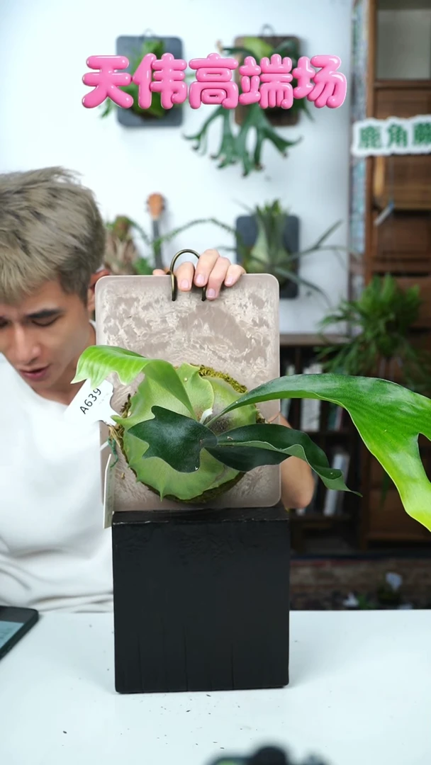 不开花植物A639-Lewis regular form