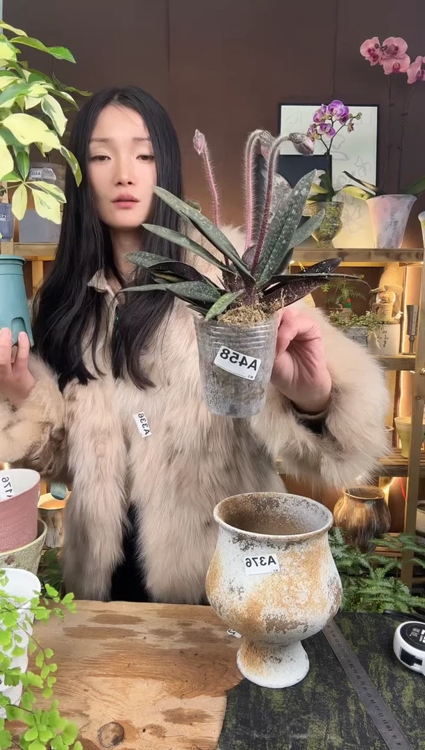 以实际为准茶***多玉女兜兰育苗盆458