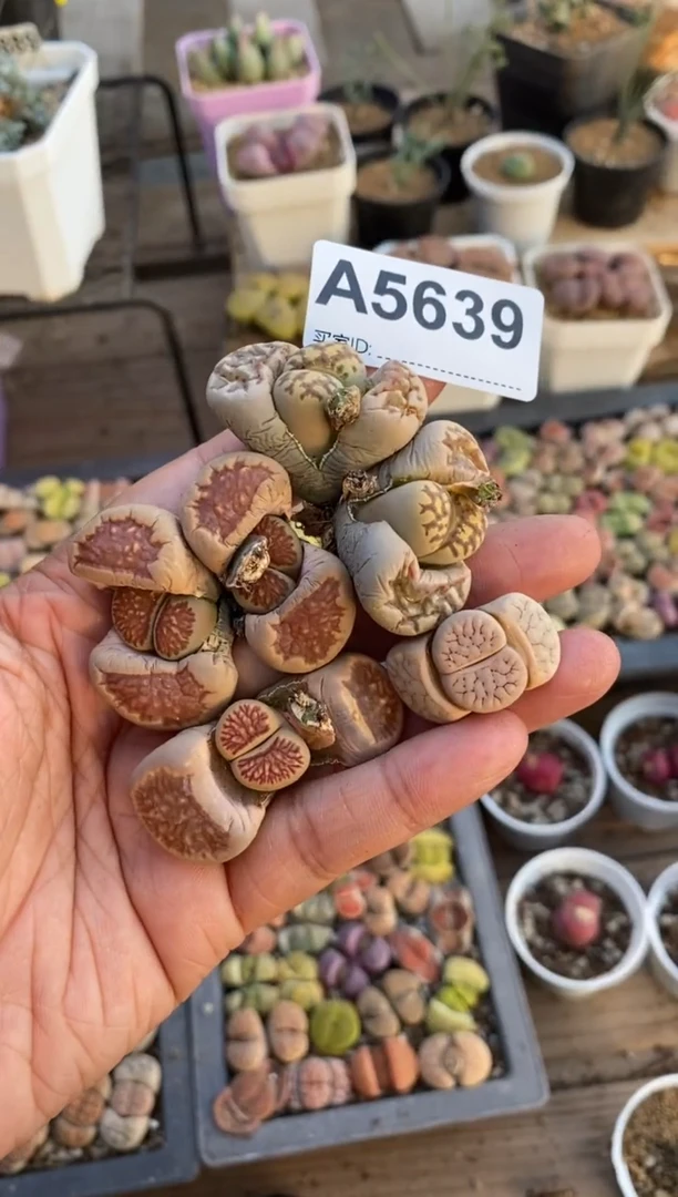 【闪购商品】5639直播一物一拍