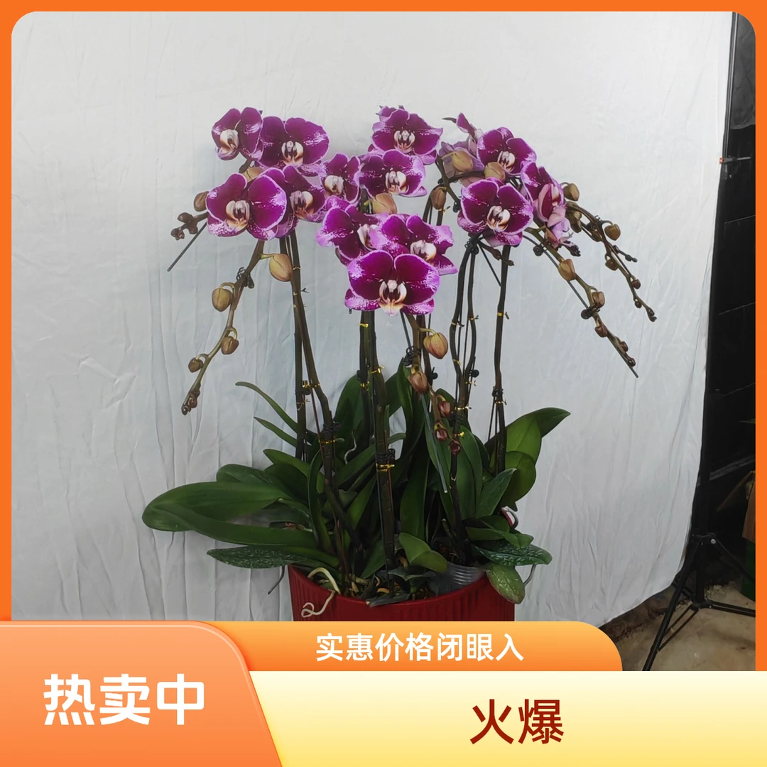 蝴蝶兰组盆-10株-普通盆