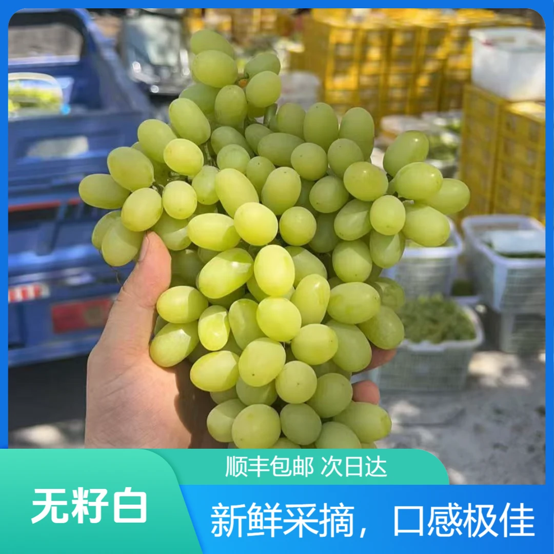19【顺丰包邮】4斤 新疆吐鲁番奶香无籽白葡萄小蜜蜂葡萄 商超品质果肉甜多汁z新疆维吾尔自治区