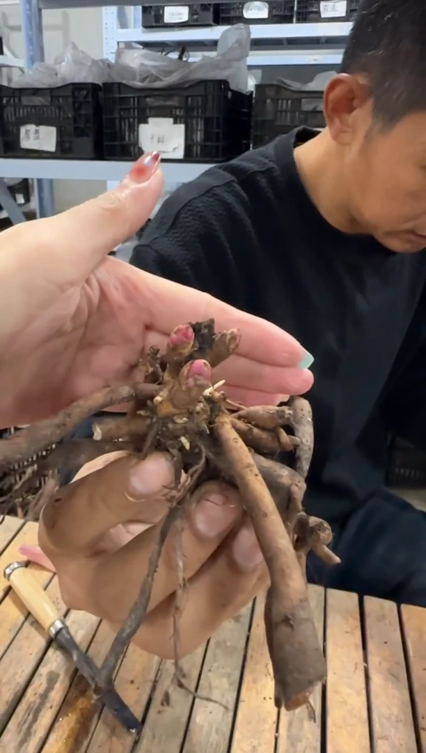 胖***雷胖子猴赛雷   128   三文鱼