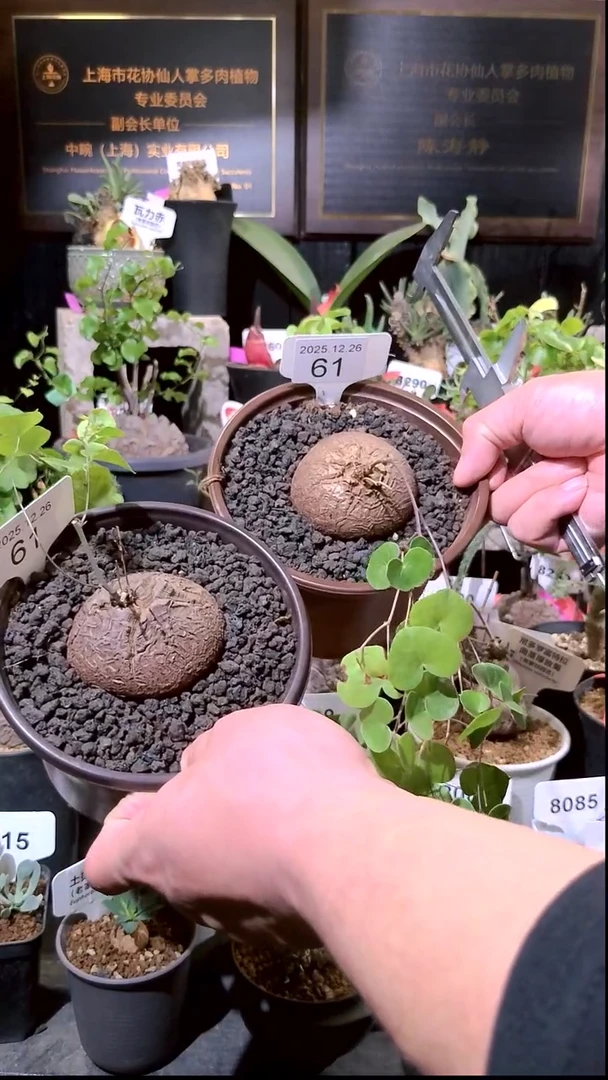 61号1226福利南非龟甲龙买一送一