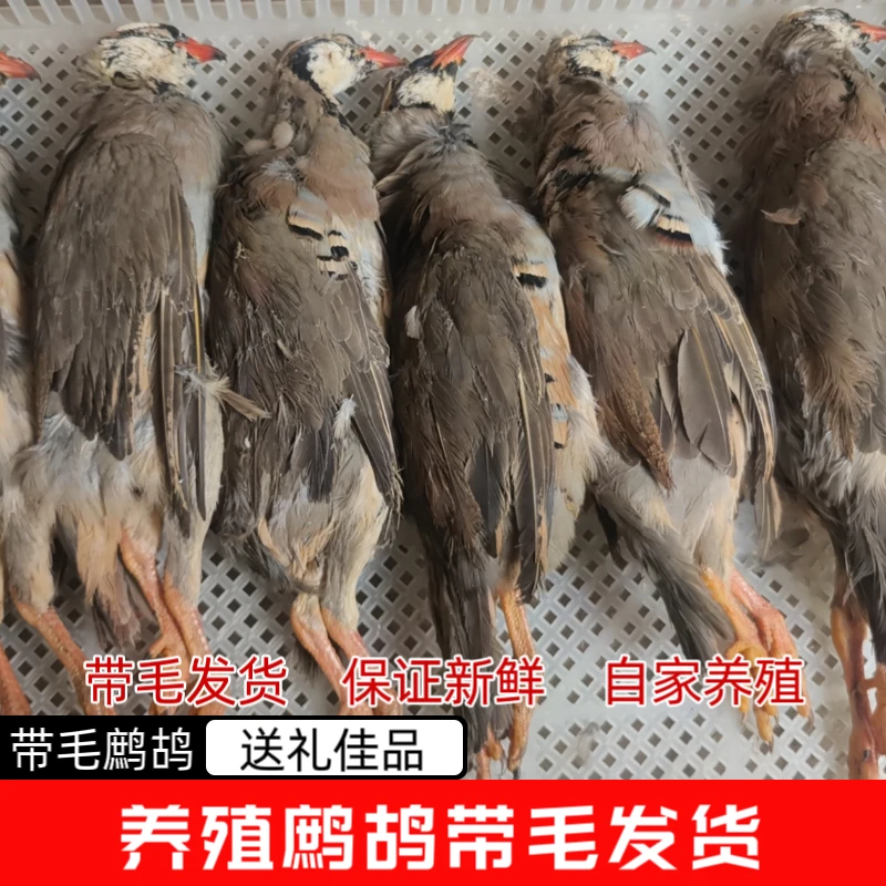带毛鹧鸪带毛飞龙送礼佳品新鲜冷冻带毛发货带内脏养殖飞龙鹧鸪