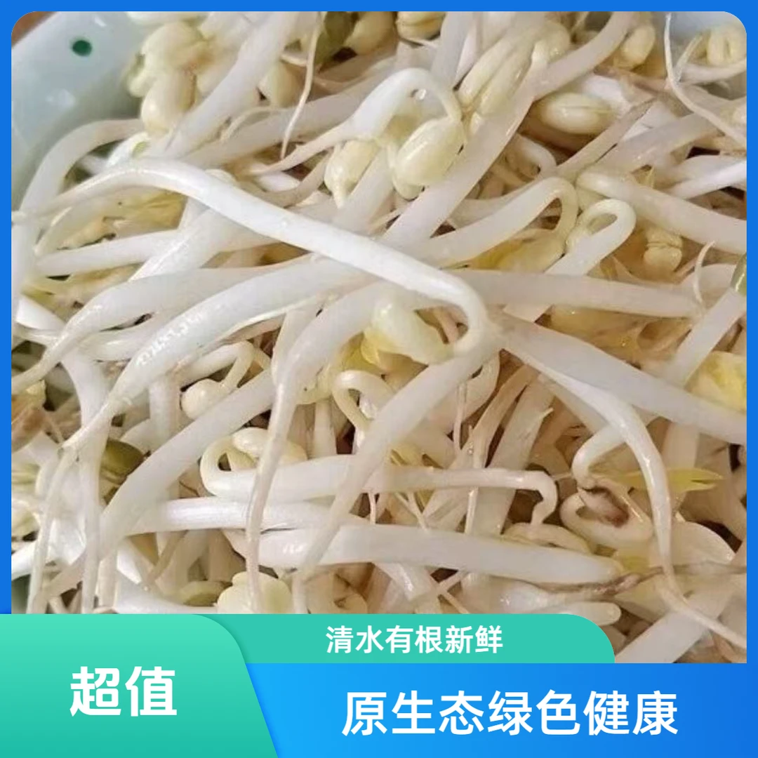 绿豆芽   原生态   清水有根绿豆芽新鲜绿豆芽