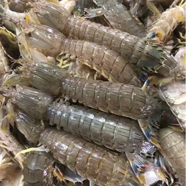 公母混虾爬子 （母虾爬占三成）东港本地发货 保鲜不保活少量吐水