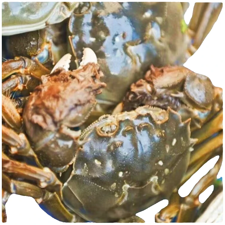 次日达 贵州螃蟹全母蟹20只（1.0到1.3两） 送3只母蟹 （有五只折损）