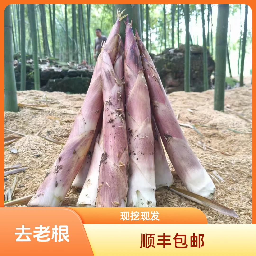 【顺丰包邮】江西雷竹笋现挖现发砻糠冬笋泡沫箱冰袋保鲜发货红壳笋