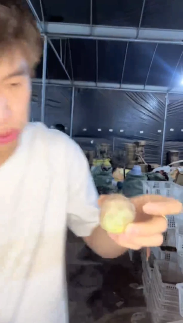 2颗 习志野【无根】2-4cm