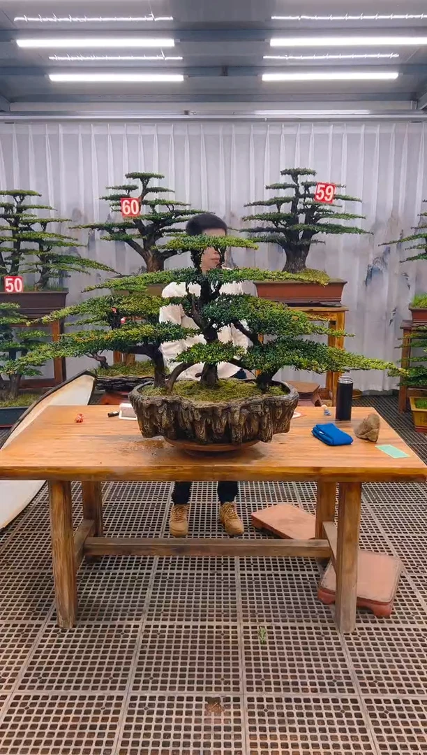 【闪购商品】紫砂精品盆景直播间一物一拍