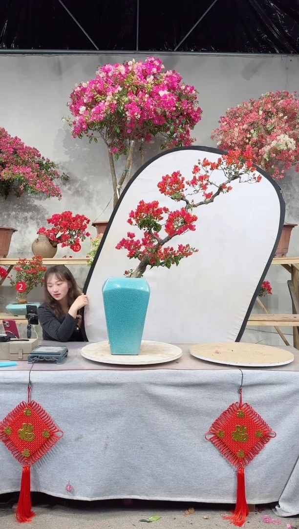 【闪购商品】盆景海岛红