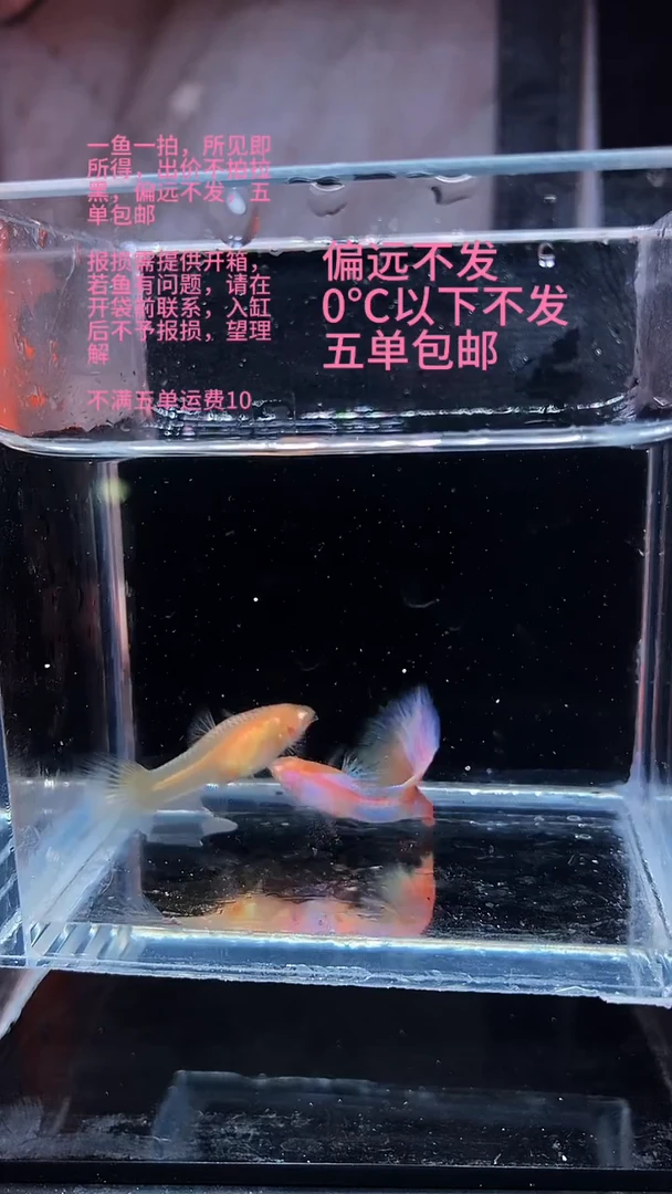 孔雀鱼孔雀鱼 26