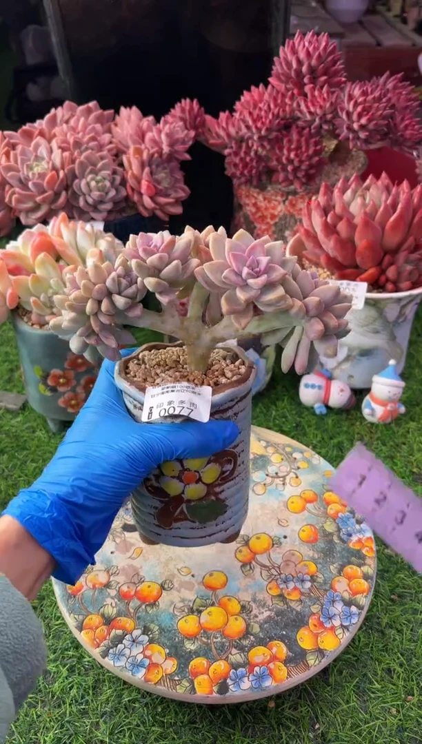 昆明印象多肉0077