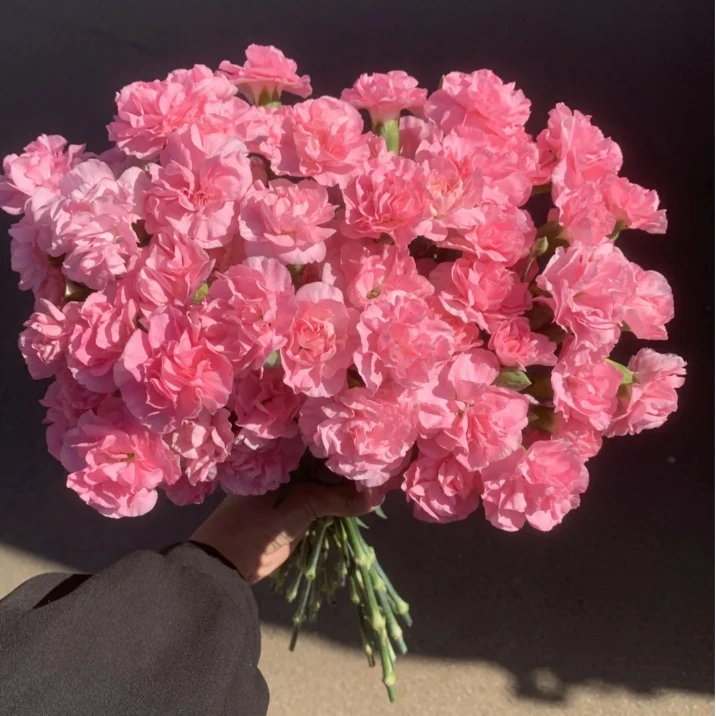 【今喜花舍】（多丁康乃馨）珍珠粉  一单顺丰冷链包邮