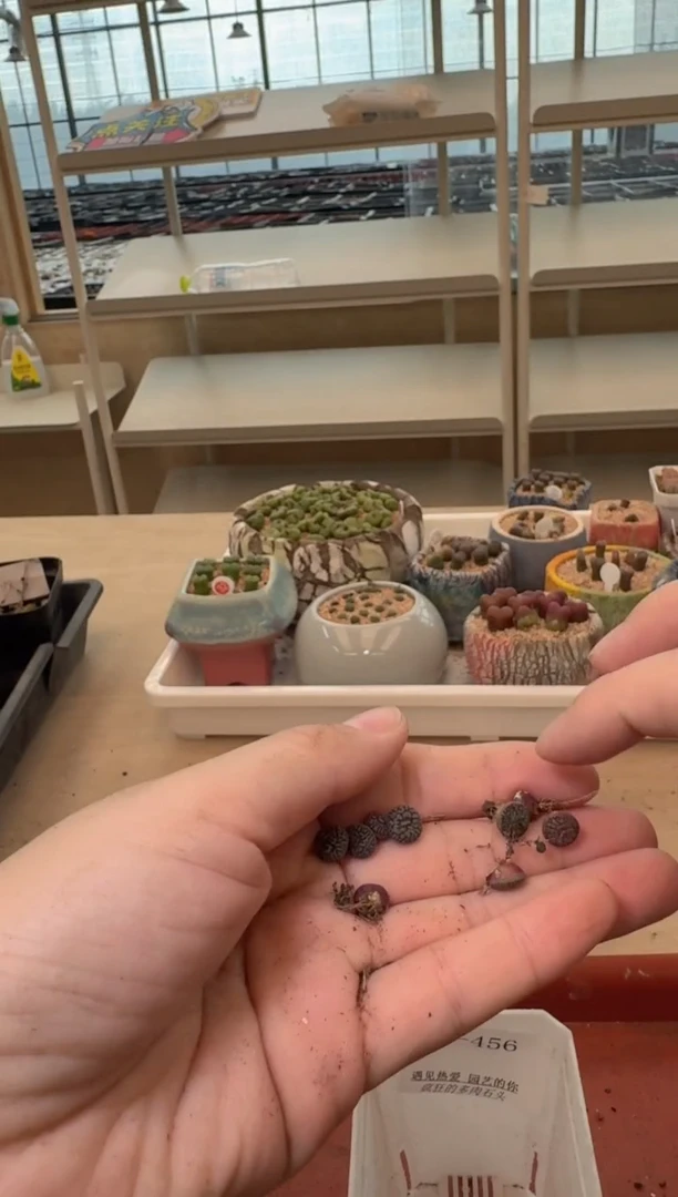 13-457多肉植物肉锥