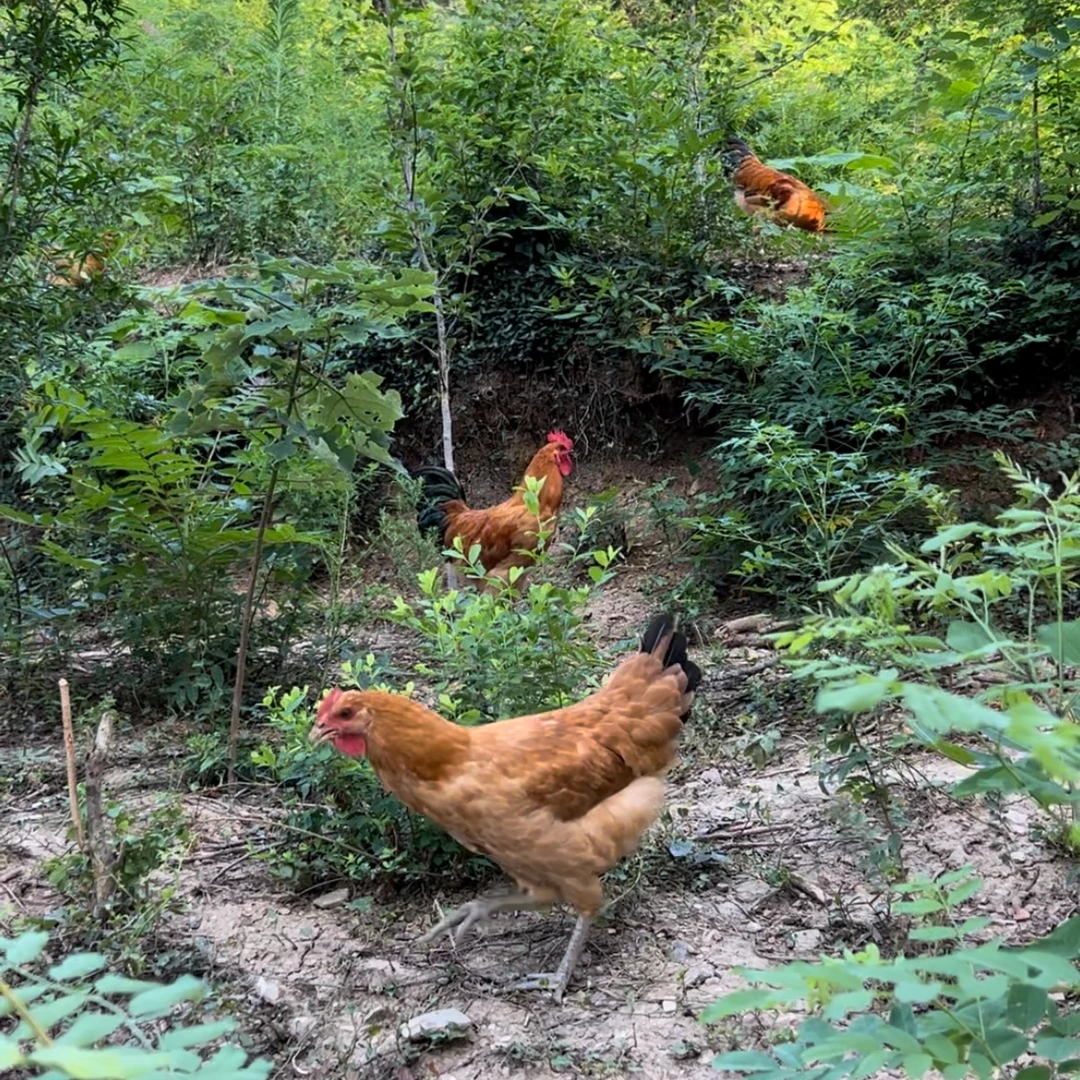 银屏优选【山场散养】仔母鸡 生态散养无激素当天宰杀整只冷冻顺丰