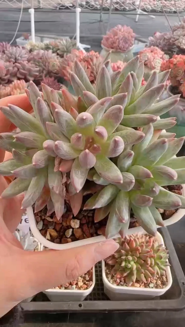 【闪购商品】5766.