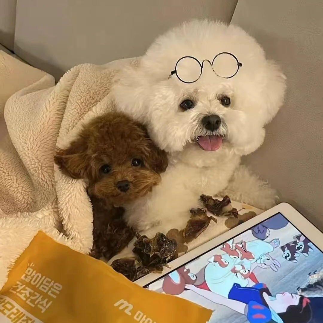 《丢丢宠物》~比熊狗狗活体链接