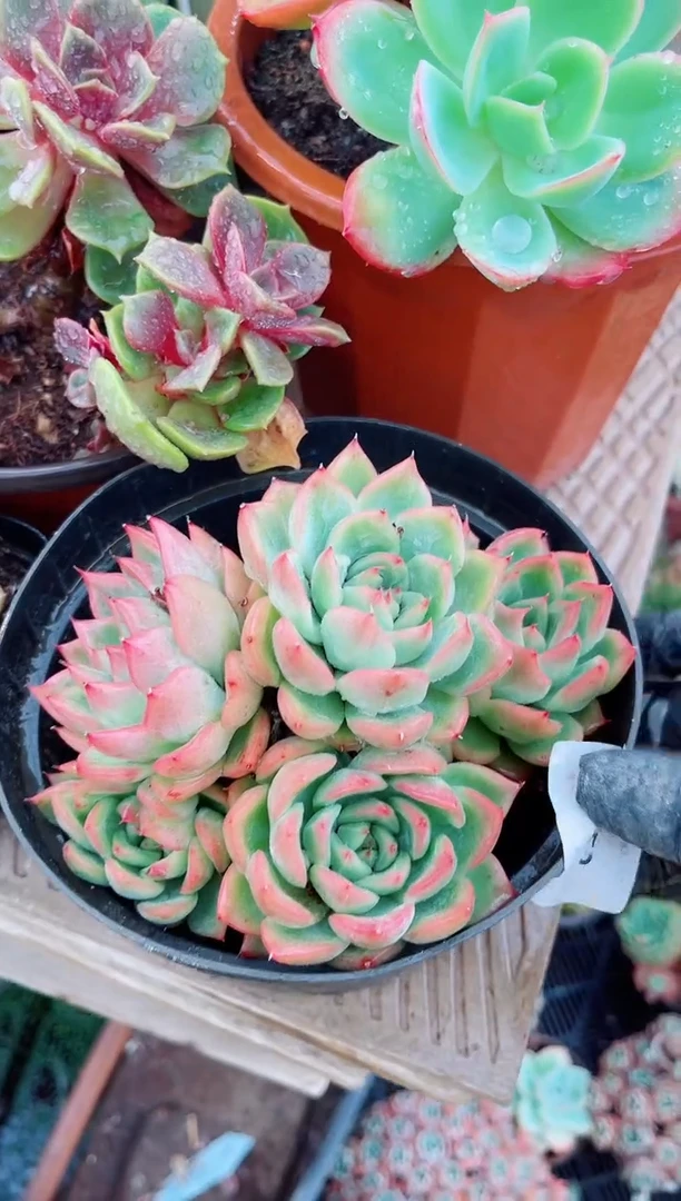 10153多肉植物一物一拍