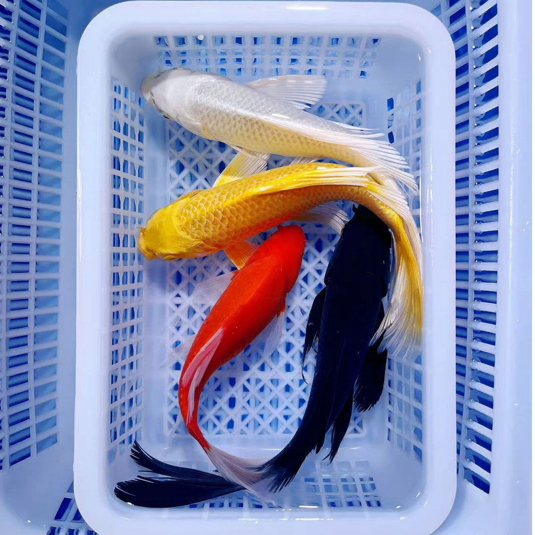 【四喜】1黄1白1红1黑10-17公分冷水观赏鱼好养耐活