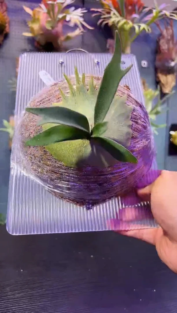 完全开放板植编号50 北猴