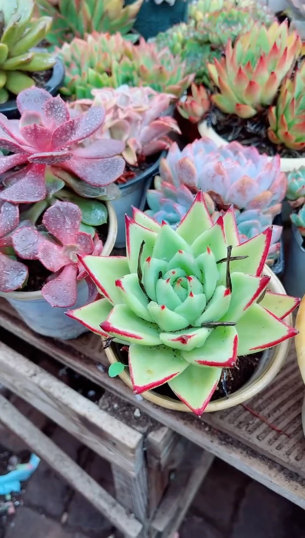 小*鼠17042多肉植物一物一拍