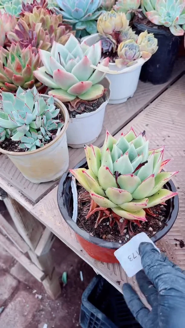 ?多肉植物一物一拍25173