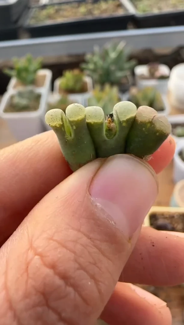 【闪购商品】9-356