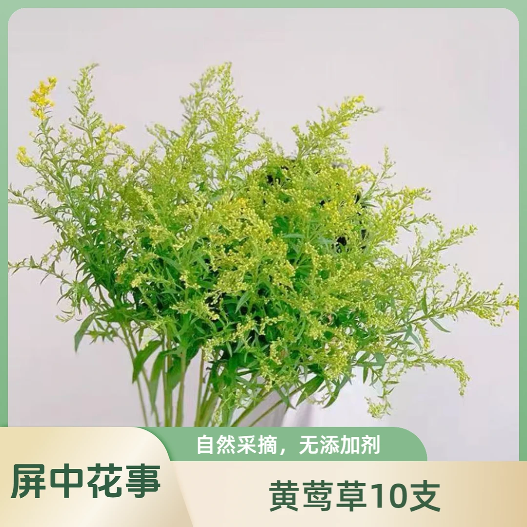 『次日达·黄莺草10枝』家用云南鲜切花 满两单鲜花顺丰京东包邮 满三单鲜花送花瓶 直播次日达包邮