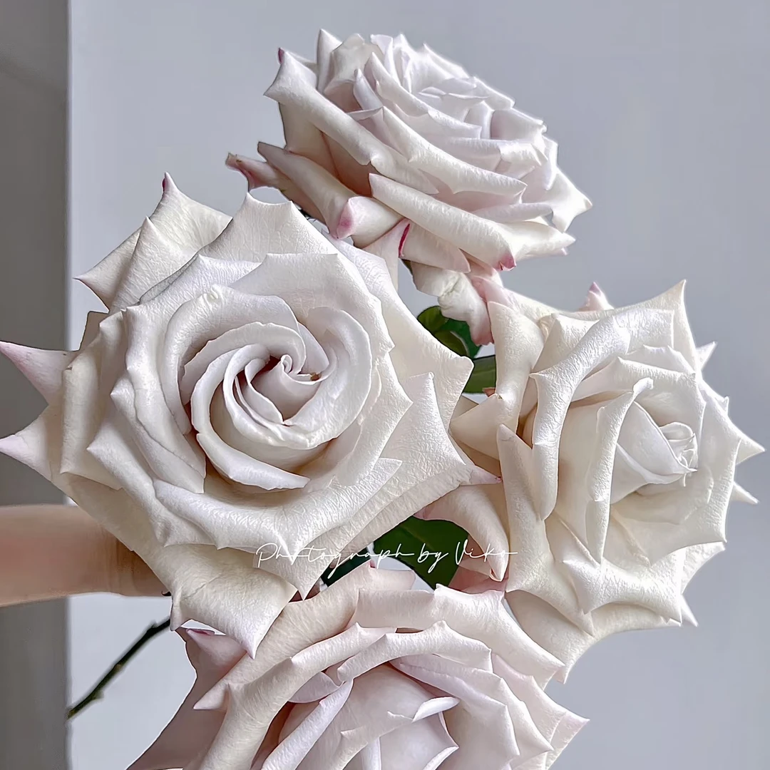 银砂（修剪）2.8升根接苗