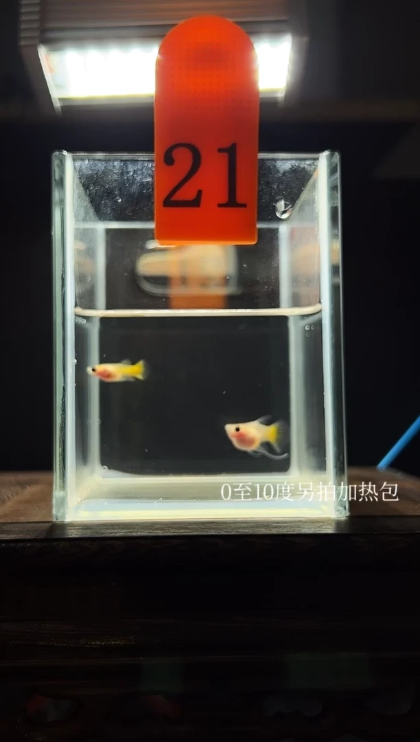 孔雀鱼黄金玻璃猫短C21