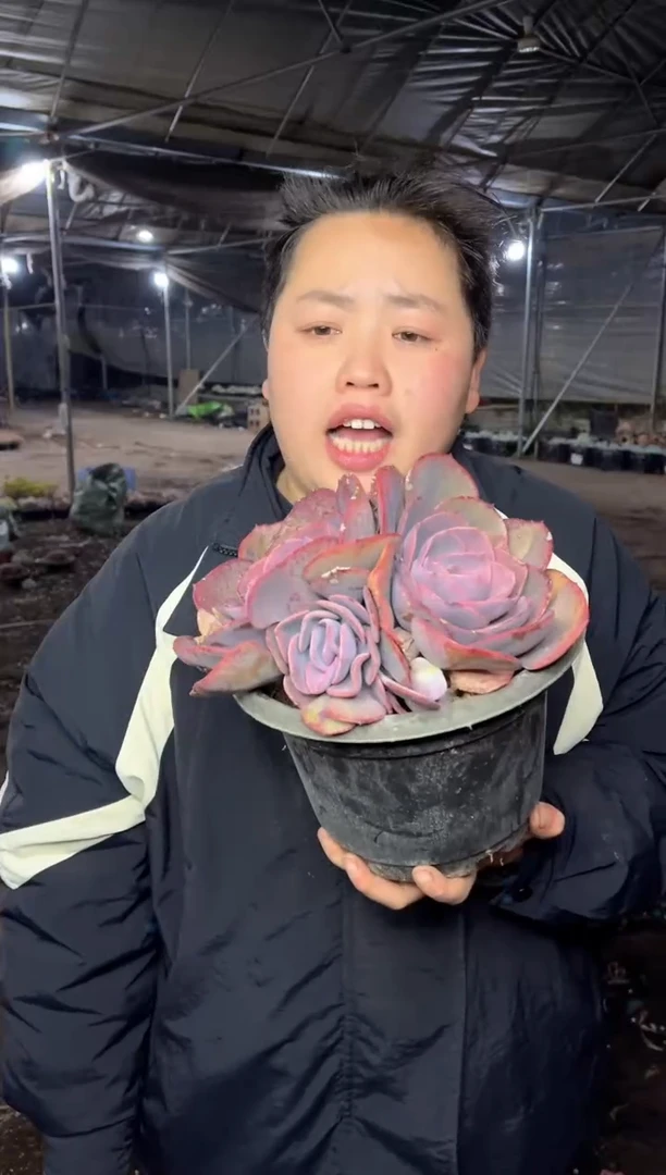 【闪购商品】14-尘埃玫瑰9.99