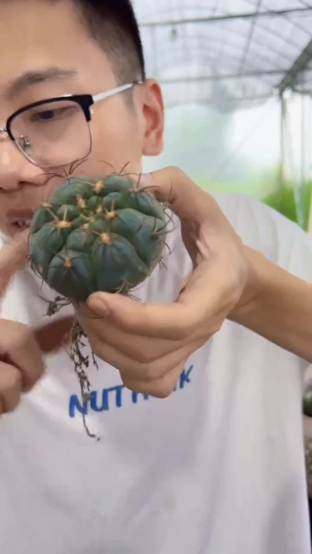 3颗  大单头 天紫玉