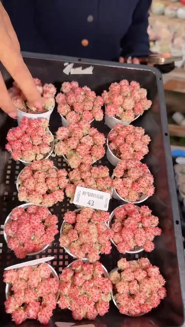 1220-43福利7多肉量拍任意发一颗群生不包整