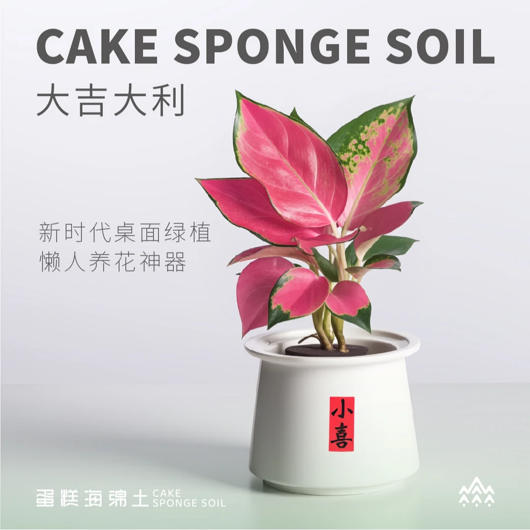 如意吉利盆栽办公室吸甲醛绿植懒人新手易养水培植物易养活