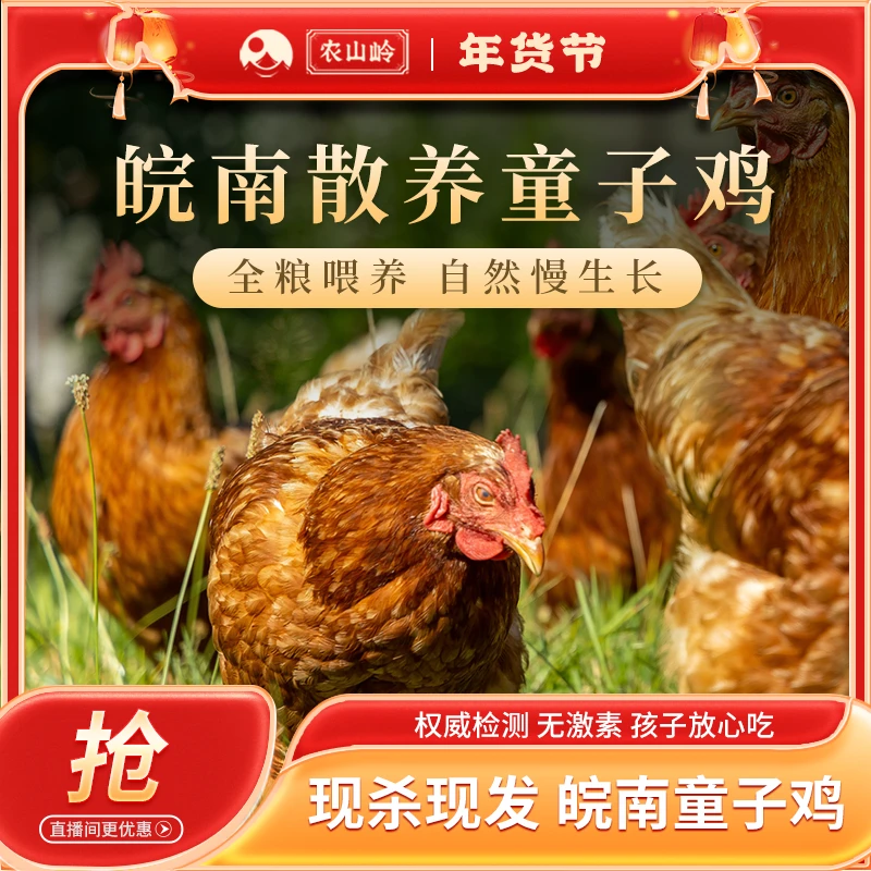 【一只童子鸡】农山岭皖南散养跑山童子鸡无激素重金属孩子放心