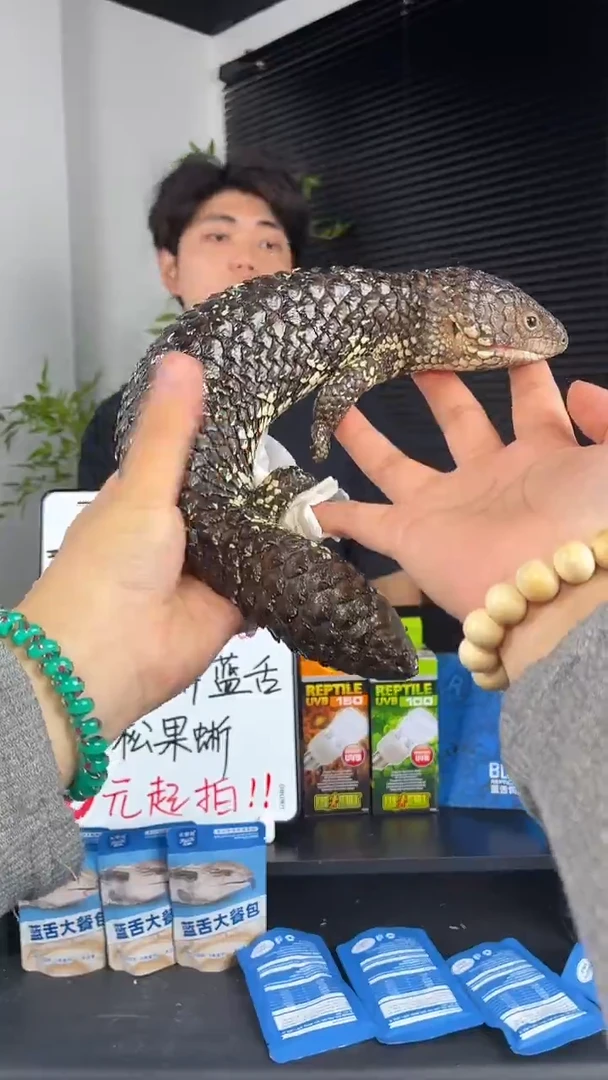 松果蜥10号东部松果蜥公