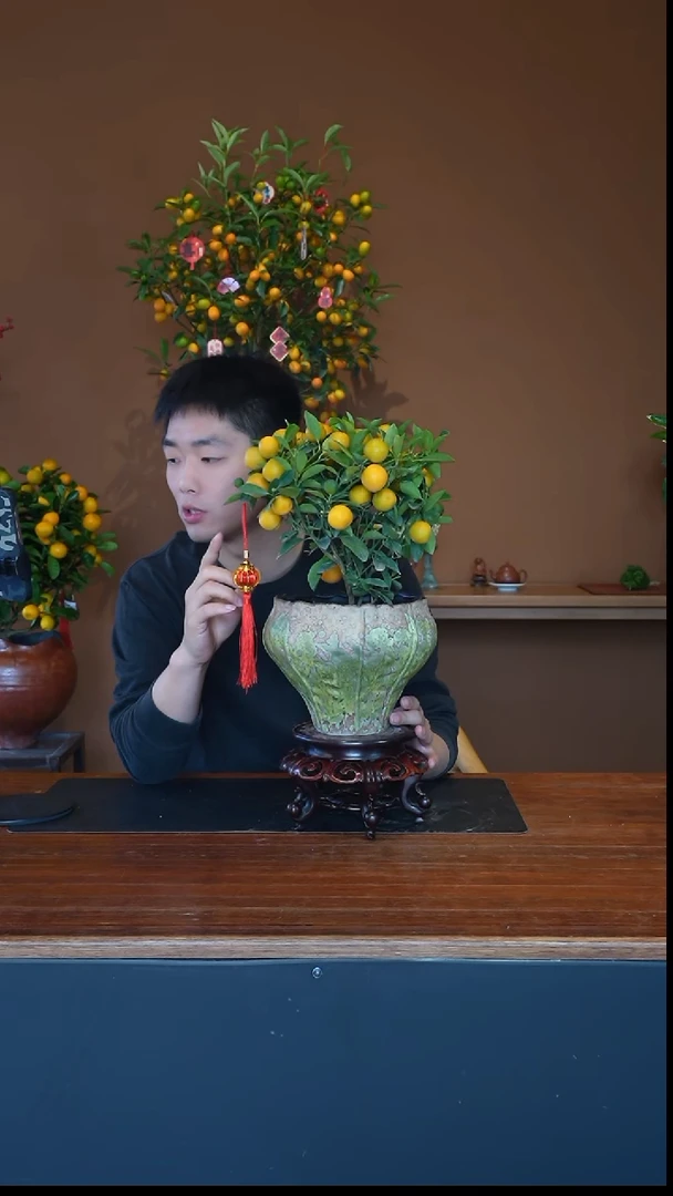 全部花朵小金橘1盆景盆景盆景