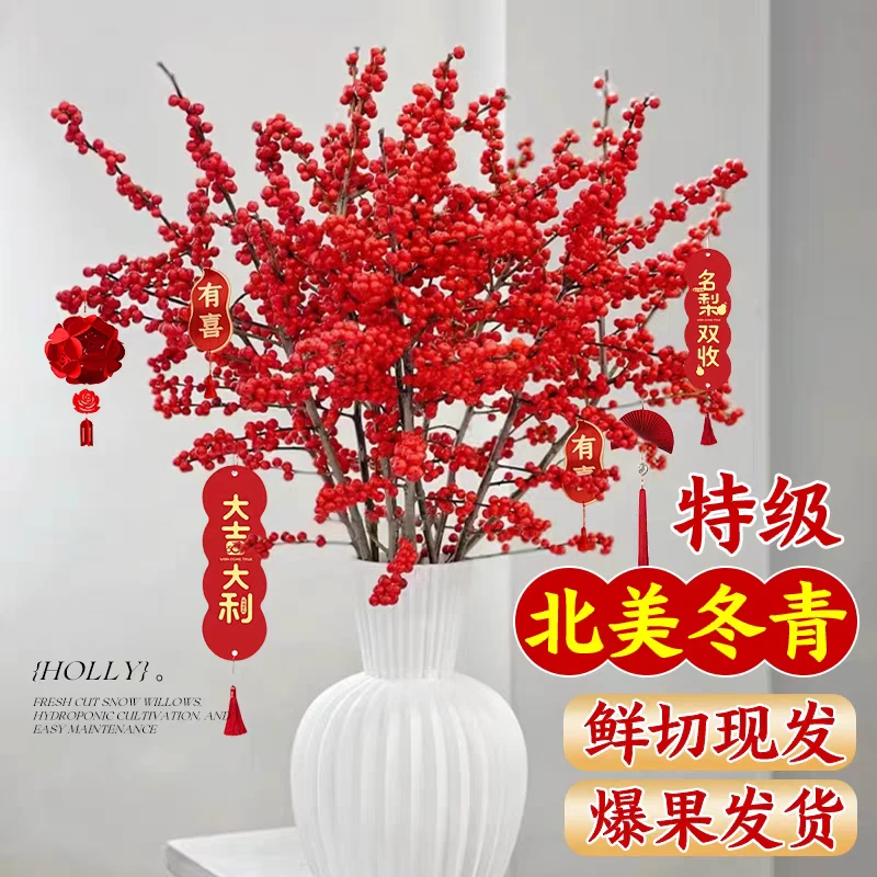 【爆款】喜庆年宵花60-70CM北美冬青红果鲜切枝，室内水培喜庆红火
