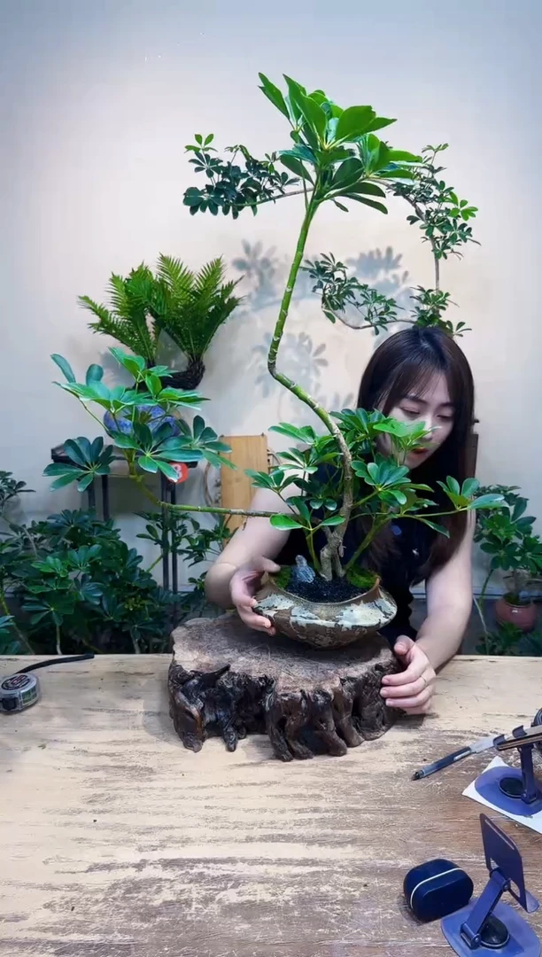 无花朵常*优惠价优惠价158