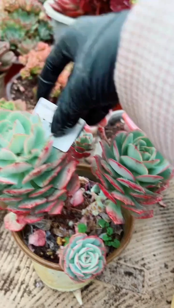 小*子多肉植物一物一拍02188