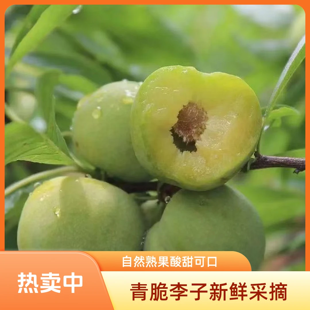 顺丰包邮正宗贵州四月李李现摘新鲜酸甜多汁应季水果