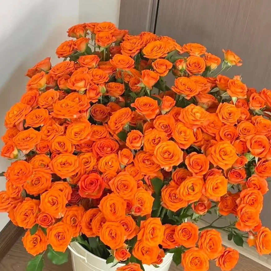 【次日达·橙芭比多头玫瑰5枝】家居生活鲜花·全场任意两单顺丰送货上门·今天拍明天到·基地直发现采现发无忧