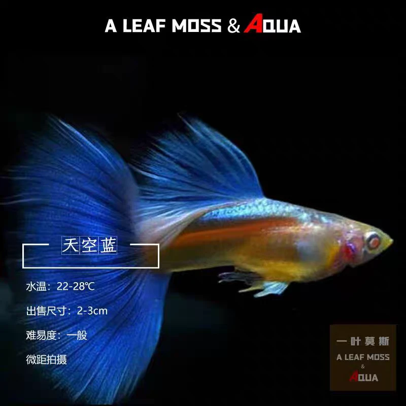 精品纯种大尾扇天空蓝孔雀鱼小型热带观赏鱼耐活好养适合家庭饲养